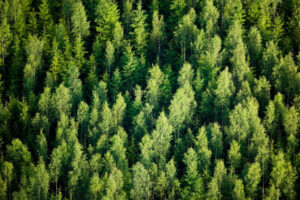 Read more about the article Sylvera grabs seed backing from Index to help close the accountability gap around carbon offsetting – TechCrunch