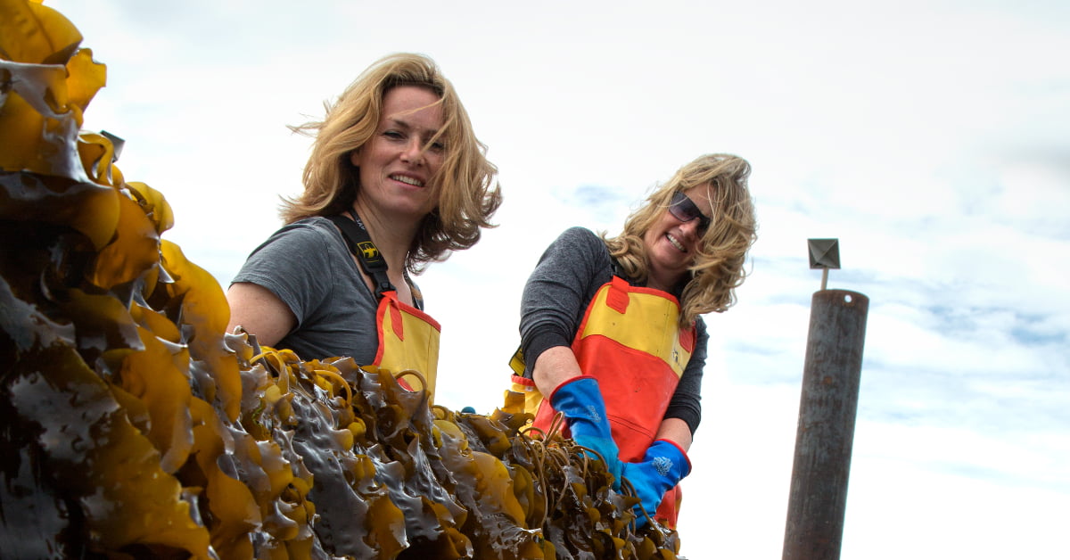 You are currently viewing The Seaweed Company acquires Dutch seaweed farm Zeewaar