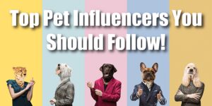 Read more about the article Top 10 pet influencers taking social media by storm