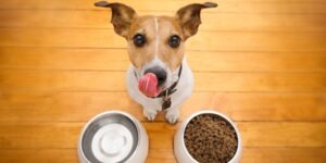 Read more about the article Nestle SA picks up minority stake in pet food brand Drools