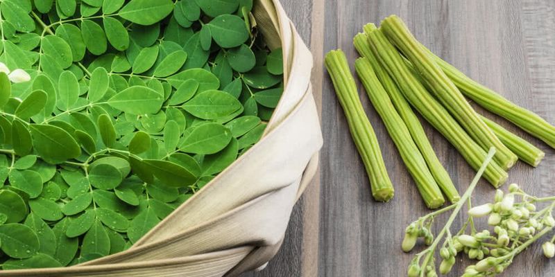 You are currently viewing This Indian Tree Can Make You Richer Than Sugarcane or Wheat