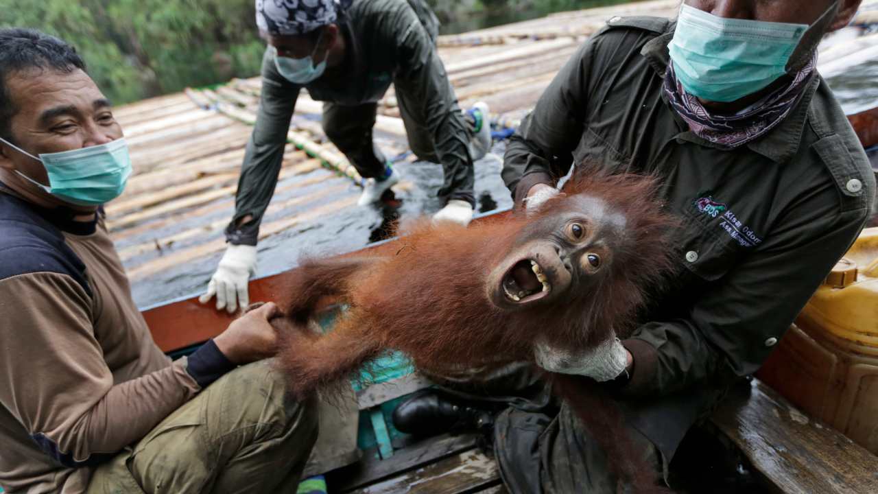 You are currently viewing Indonesian orangutans airlifted back into the wild after COVID-19 threat subsides- Technology News, FP