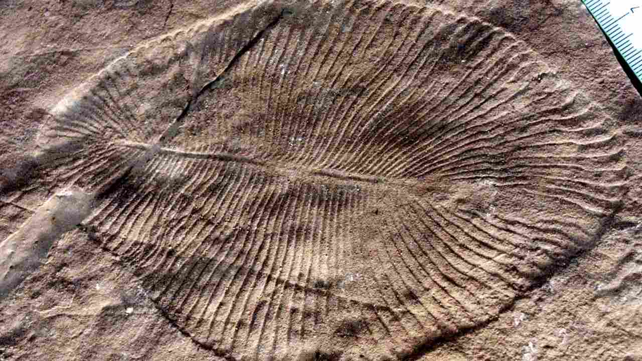 You are currently viewing Unlikely fossil dug up in Bhimbetka ties evolution of modern life in India, Australia- Technology News, FP