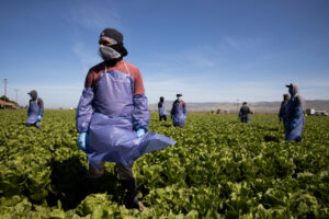 Read more about the article SESO Labor is providing a way for migrant farmworkers to get legally protected work status in the US – TechCrunch