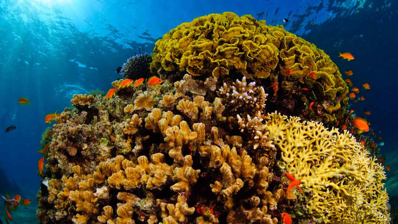 You are currently viewing Using satellite images, scientists create comprehensive global coral reef atlas online- Technology News, FP