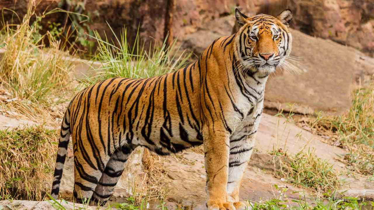 You are currently viewing Indian tigers losing their rich genetic variation, habitat loss and inbreeding to blame: Study- Technology News, FP