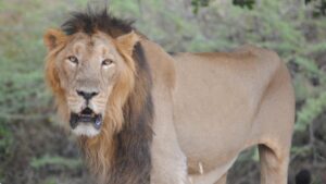 Read more about the article Endangered Gir lions conquer viral threat, experts advise moving some prides to other Parks- Technology News, FP