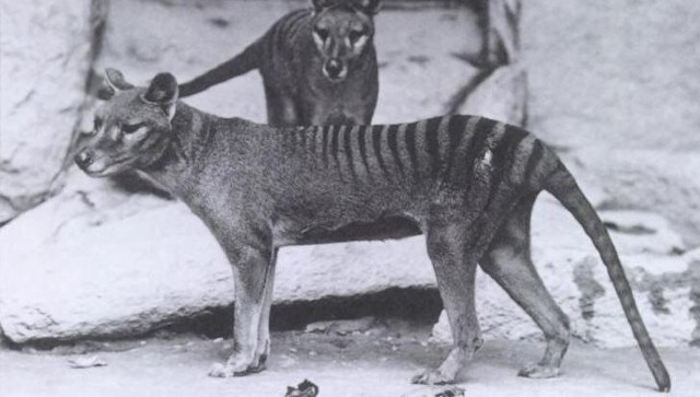 You are currently viewing Australian man claims Tasmanian tigers are alive; here’s why he could be wrong- Technology News, FP