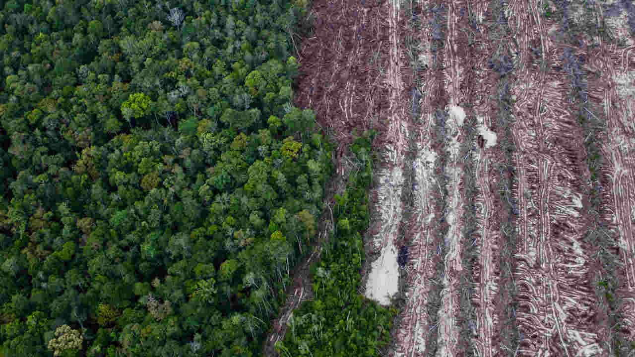 You are currently viewing Increasing agricultural demands by rich countries increases deforestation in tropics- Technology News, FP