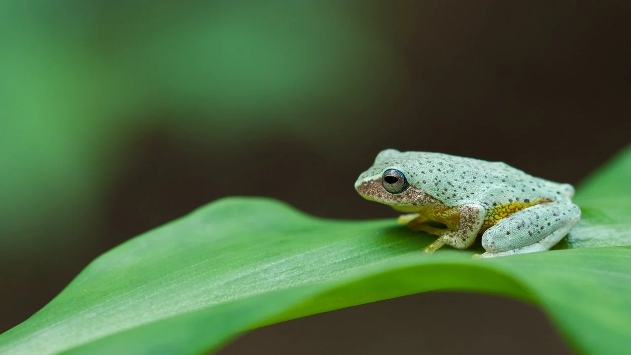 You are currently viewing Five new shrub frog species have been discovered in the Western Ghats as part of a decade long study- Technology News, FP