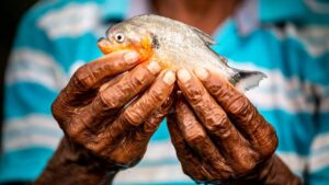 Read more about the article World’s freshwater fisheries are under threat of extinction, finds WWF report- Technology News, FP