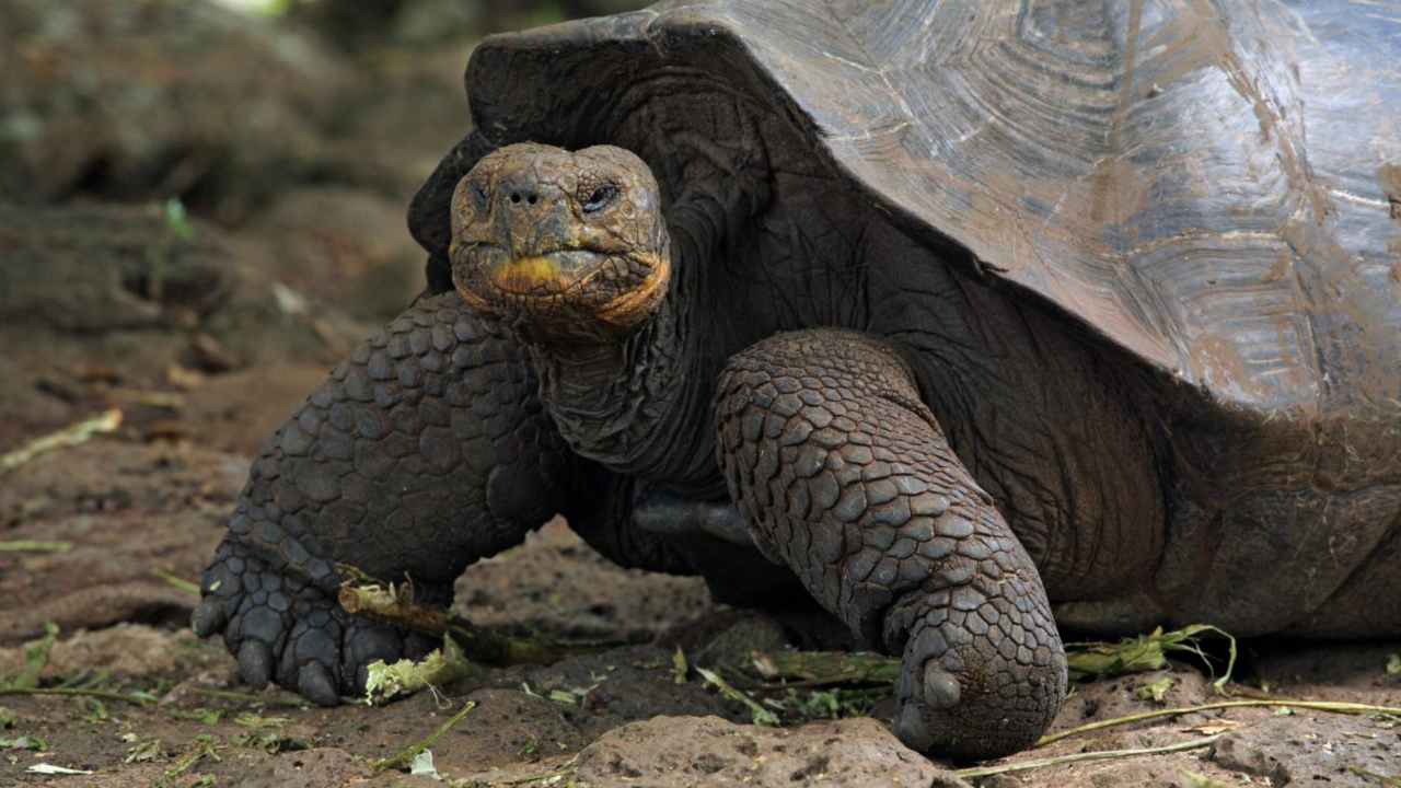 You are currently viewing Galapagos island receives 36 endangered giant tortoises bred in captivity, quarantined- Technology News, FP