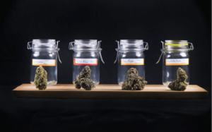 Read more about the article How to Start a Successful Cannabis Store