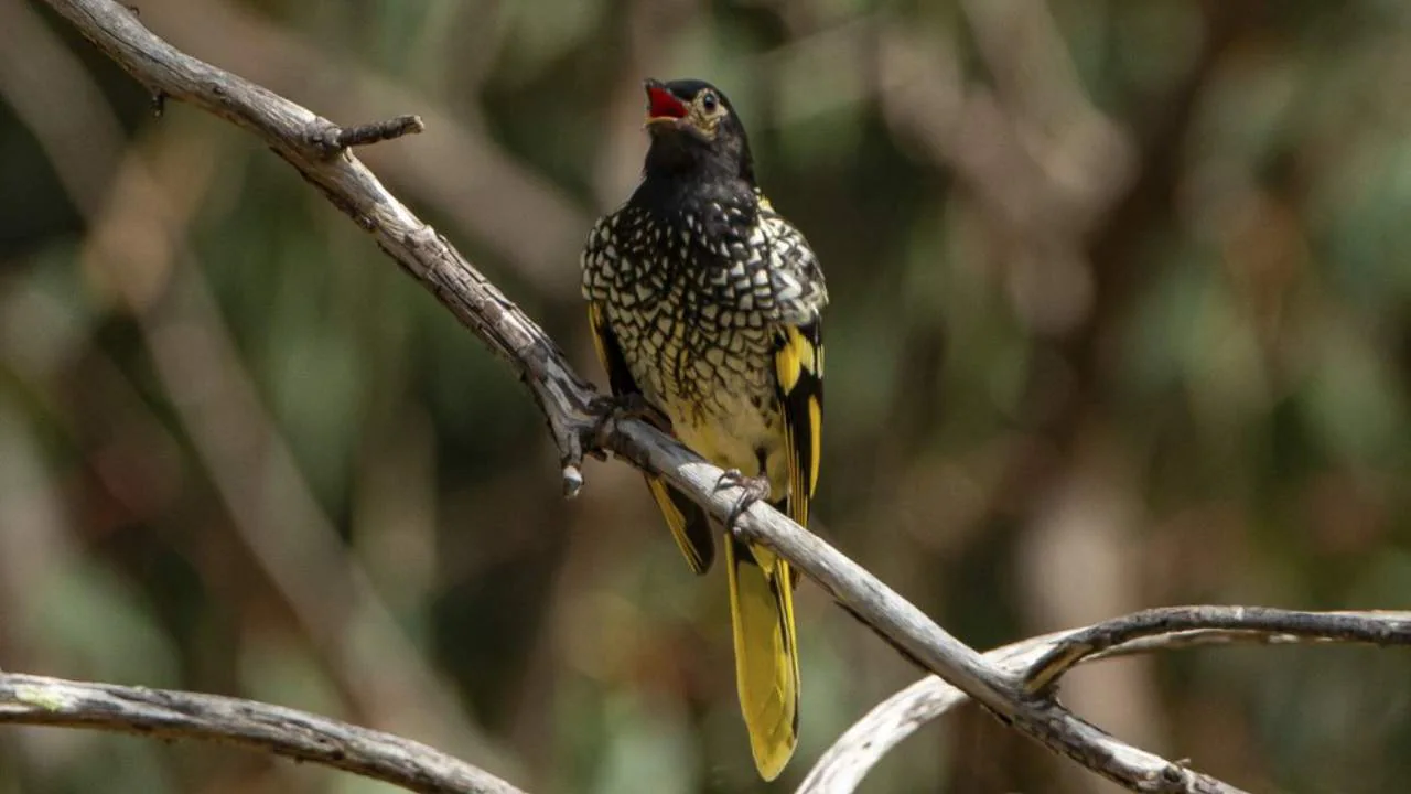 Read more about the article Endangered birds losing their songs make it tough to find mates, train their young, experts say- Technology News, FP