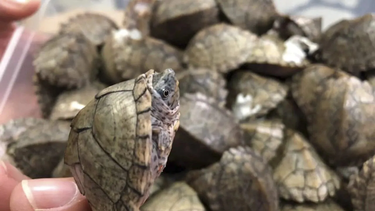 Read more about the article Galapagos airport staff find 185 tortoises in suitcase during routine inspections