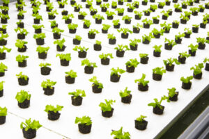 Read more about the article Nordetect’s system to monitor soil and water for indoor agriculture raises seed funding – TC