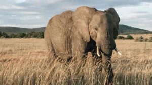 Read more about the article African elephants make it to the IUCN’s red list due to poaching, shrinking populations- Technology News, FP