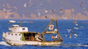 Read more about the article Fishing boats that dredge their nets release carbon equivalent to aviation- Technology News, FP