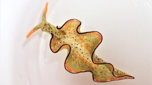Read more about the article Some sea slugs decapitate themselves and grow their bodies back- Technology News, FP