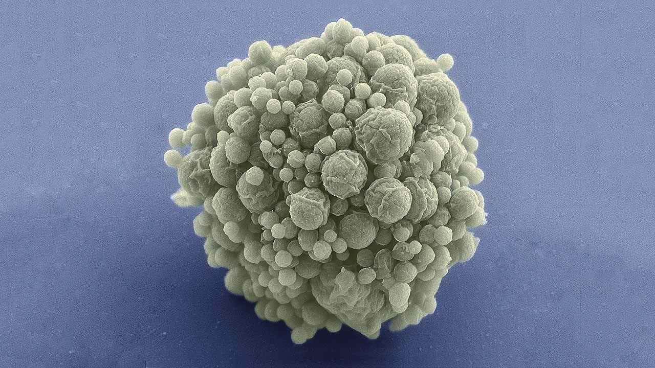 You are currently viewing Synthetic bacteria-like ‘minimal’ cell can now divide, grow like natural cells do- Technology News, FP