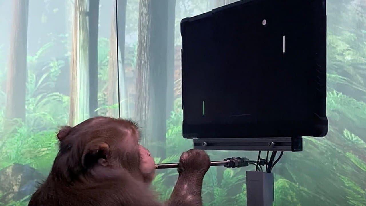 You are currently viewing Elon Musk’s Neuralink startup releases clip of a monkey playing video game called Pong with its brain- Technology News, FP