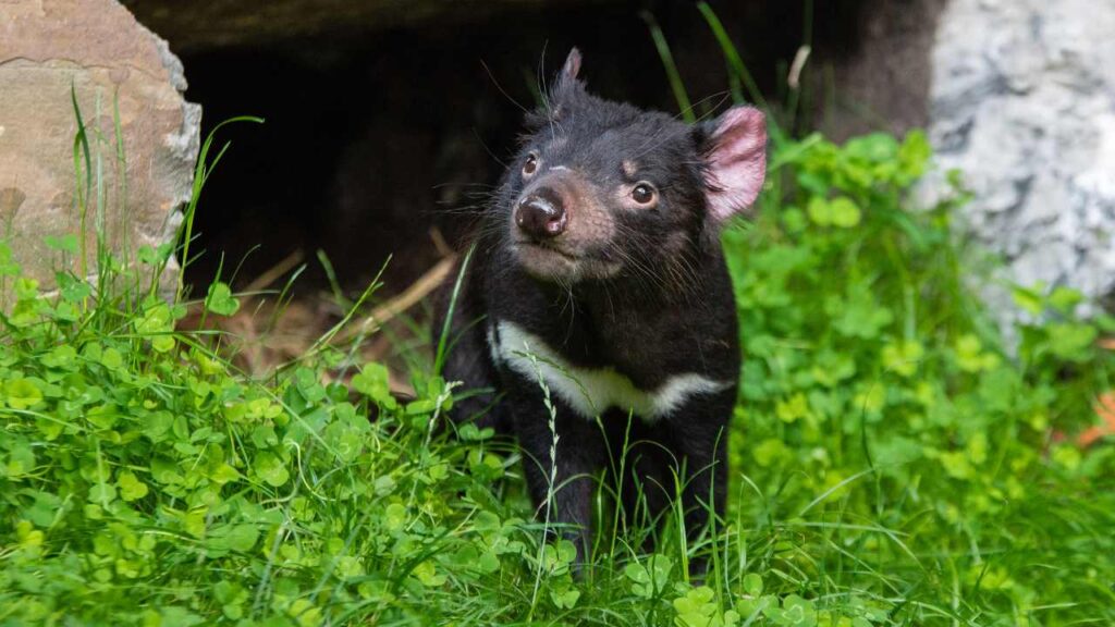 Tasmanian devils born in Australia 3,000 years after going extinct