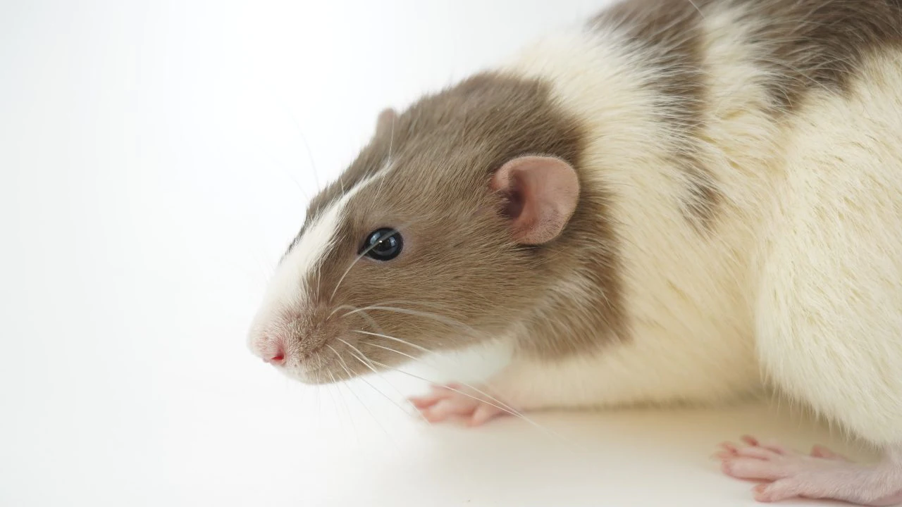 Read more about the article Mammals can breathe through anus in emergency situations, say Japanese scientists- Technology News, FP