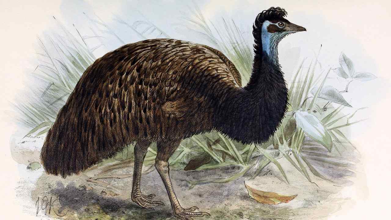 You are currently viewing Researchers find eggshells of extinct Dwarf Emu in Australia’s sand dunes- Technology News, FP