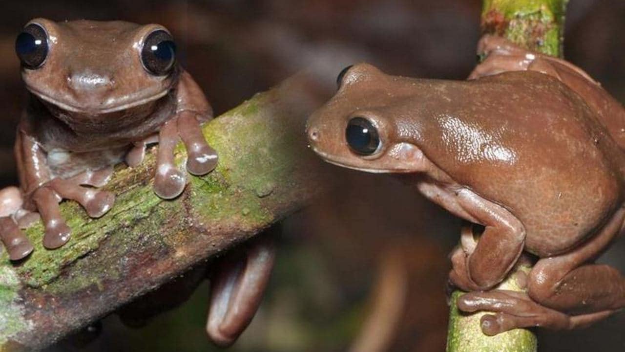 You are currently viewing Australian scientist discovers ‘Chocolate Frog’; calls it a new addition to the animal kingdom- Technology News, FP