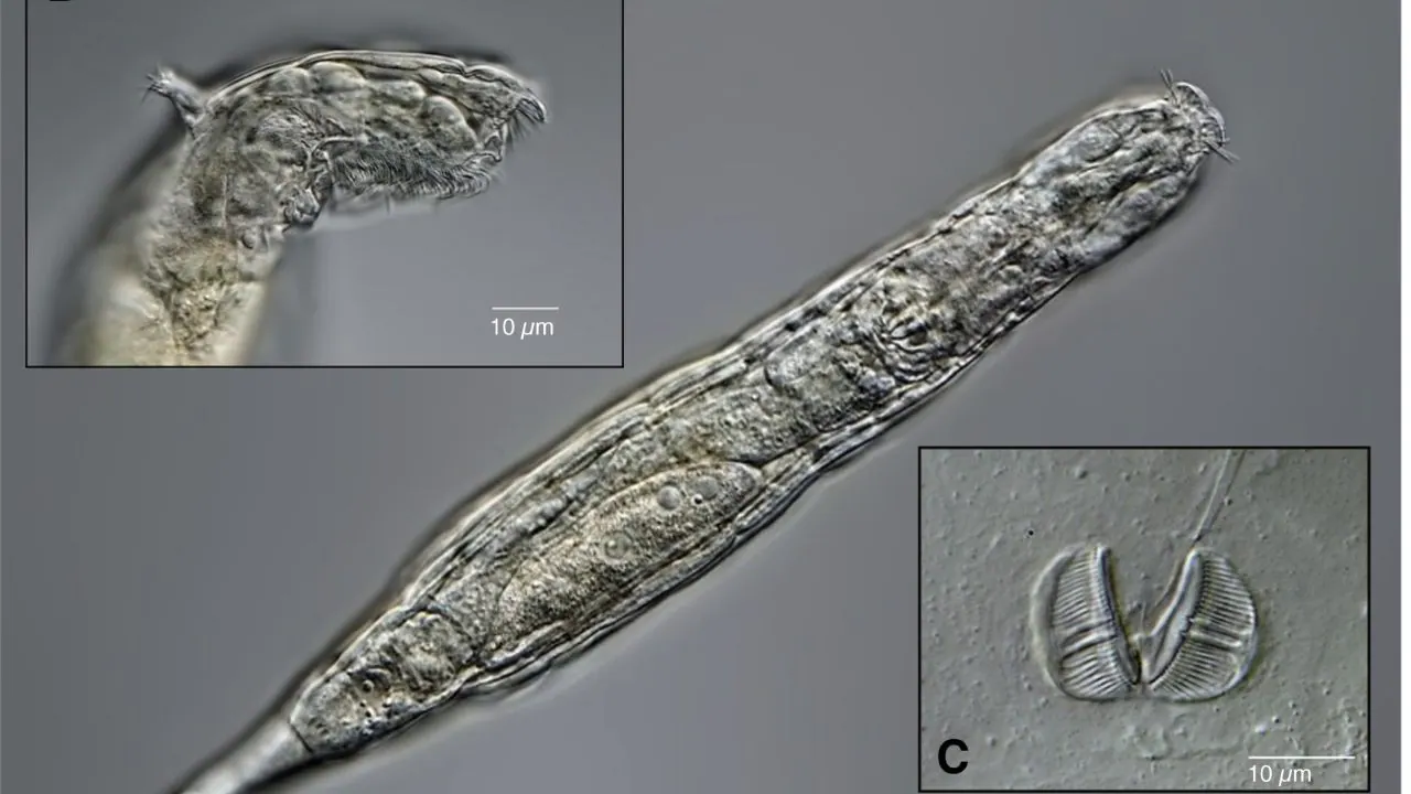 Read more about the article Micro-animal frozen in Siberia’s permafrost for 24,000 years comes back to life- Technology News, FP