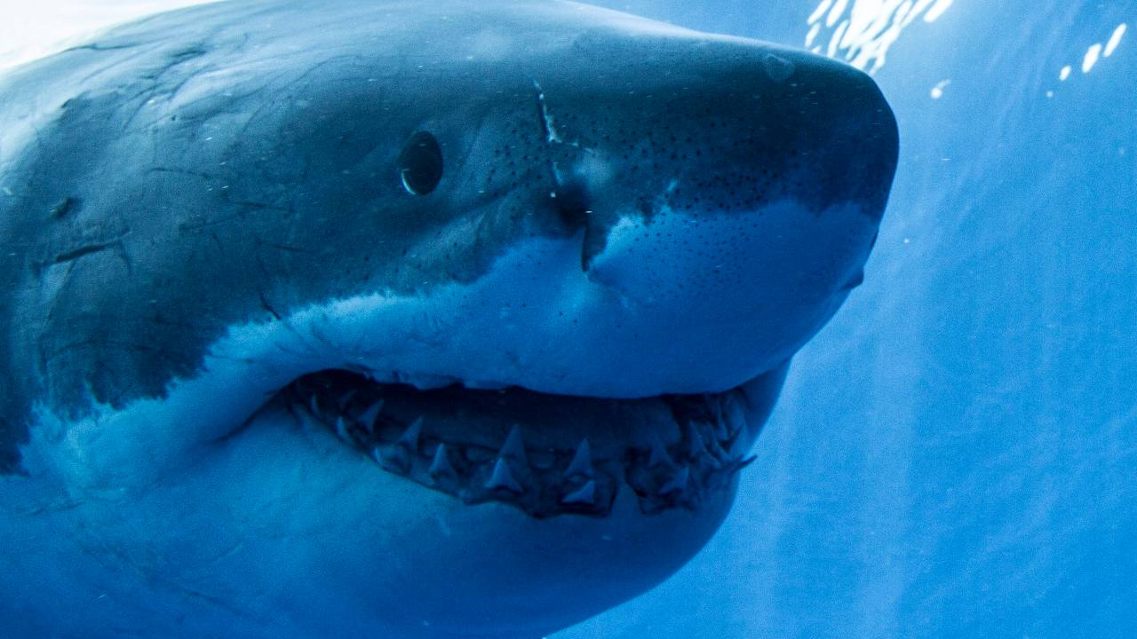 You are currently viewing Shark teeth lost in Antarctica millions of years ago recorded Earth’s climate history- Technology News, FP