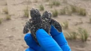 Read more about the article Rare two-headed sea turtle found on South Carolina beach; picture goes viral- Technology News, FP