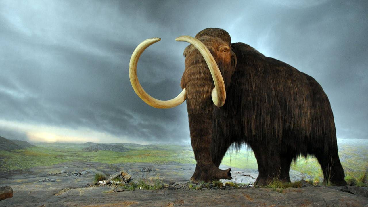 You are currently viewing Tracing footsteps of wooly mammoth, scientists learn it was a long-distance wanderer- Technology News, FP