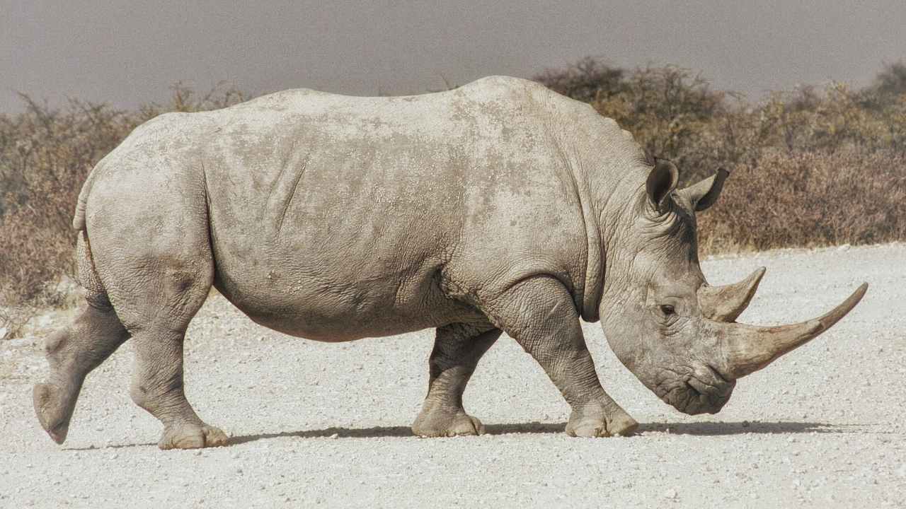You are currently viewing Embryos created to save northern white rhinos from functional extinction- Technology News, FP