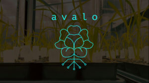 Read more about the article Avalo uses machine learning to accelerate the adaptation of crops to climate change – TechCrunch