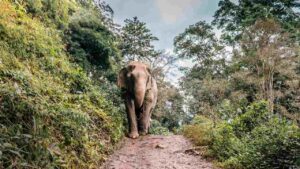 Read more about the article India to conduct first scientific estimation of its elephant population in 2022- Technology News, FP