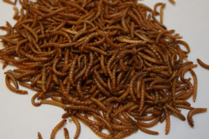 Read more about the article Mealworm farming company Beta Hatch raises $10M – TechCrunch