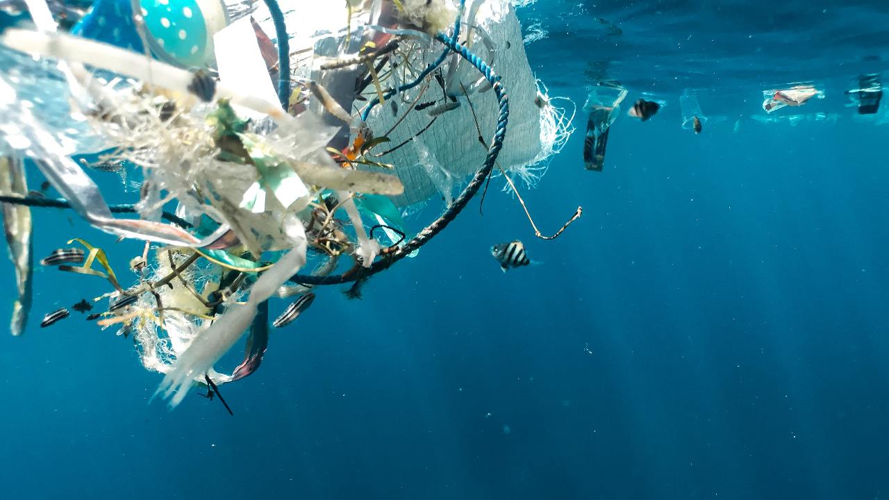 You are currently viewing Migratory animals are ‘most vulnerable’ to plastic pollution, microplastics finds UN Asia-Pacific regional report- Technology News, FP