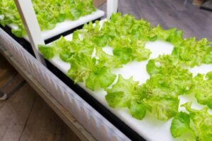 Read more about the article Hydroponic farming startup Just Vertical cultivates growth at home  – TechCrunch