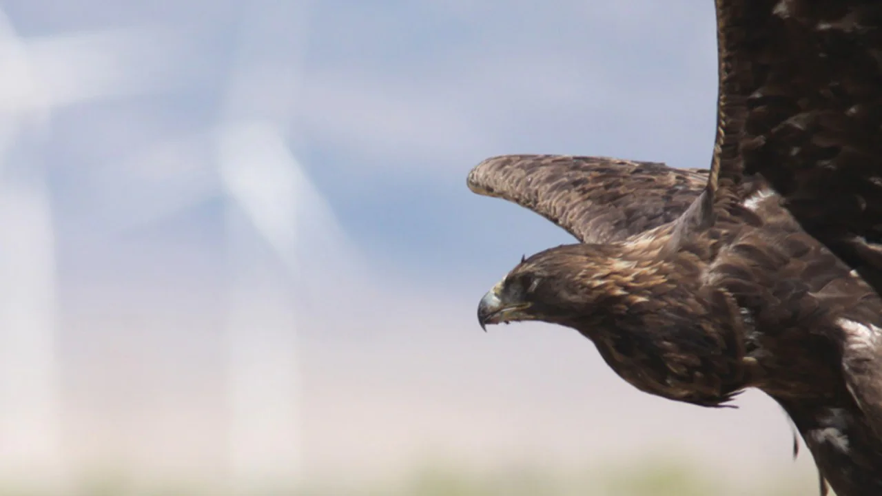 Read more about the article Birds of prey are threatened with global decline due to habitat loss and poisons find IUCN- Technology News, FP