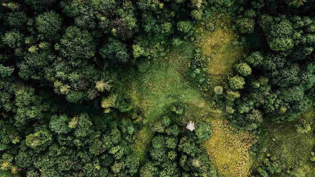 You are currently viewing Third of global tree species threatened with extinction due to farming, logging- Technology News, FP