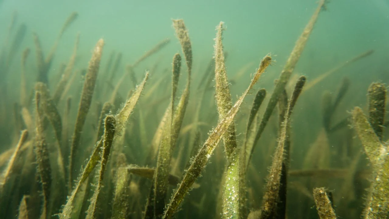 Read more about the article Seagrass meadows provide essential services for marine life, need to be protected say experts- Technology News, FP