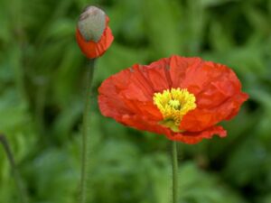 Read more about the article New Zealand’s startup ecosystem poised to grow more ‘tall poppies’ – TechCrunch