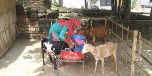 Read more about the article Empowering rural women through goat trading
