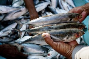 Read more about the article Indonesia’s eFishery raises $90M from Temasek, SoftBank Vision Fund 2 and Sequoia Capital India – TechCrunch