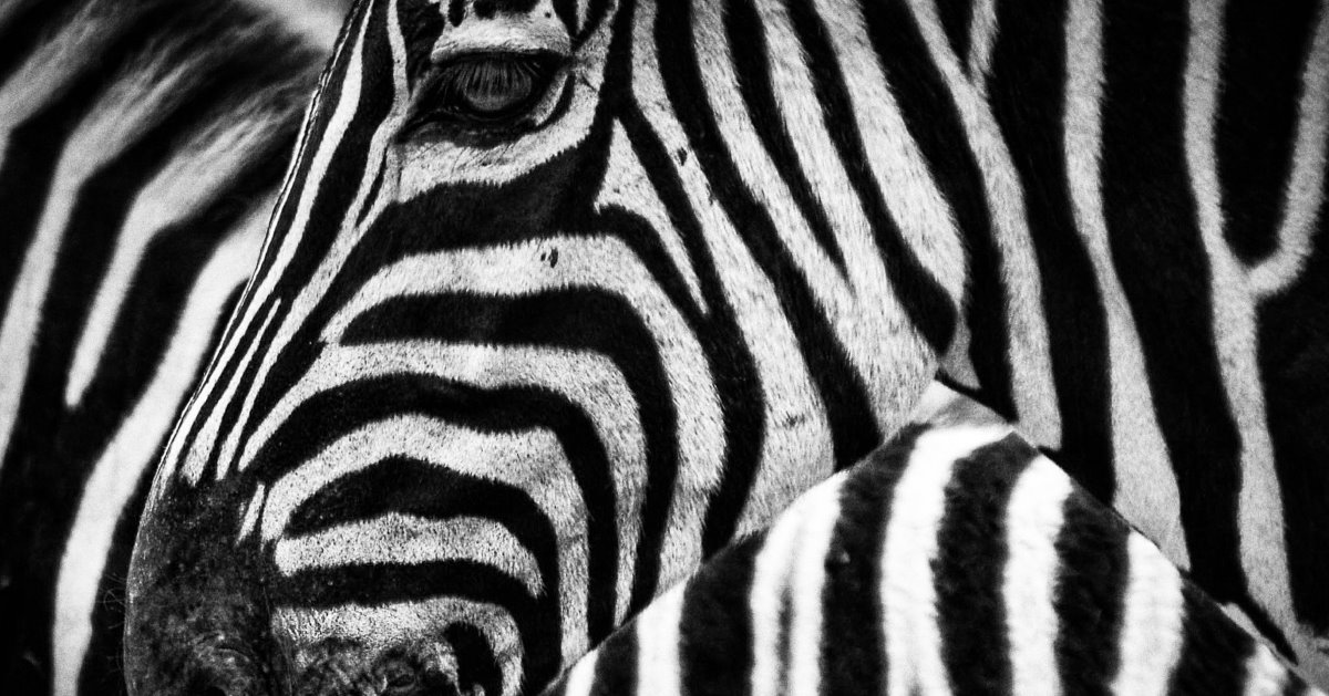 You are currently viewing Zebras unite! Why startups should stop chasing unicorn status