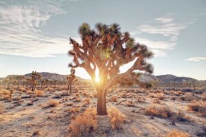 Read more about the article Should we be growing trees in the desert to combat climate change? – TechCrunch