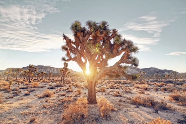 You are currently viewing Should we be growing trees in the desert to combat climate change? – TechCrunch