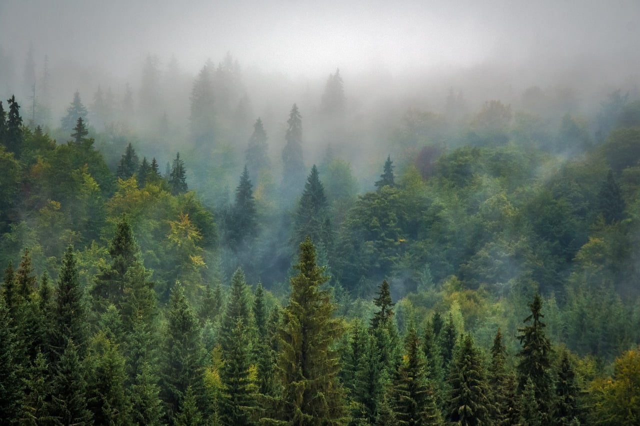You are currently viewing International Day of Forests 2022: Here are 6 Amsterdam startups that uses technology to protect forests