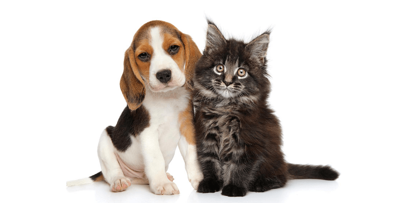 You are currently viewing Here are the startups transforming the petcare landscape in India